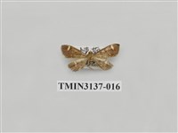 藏品(螟蛾265)的圖片